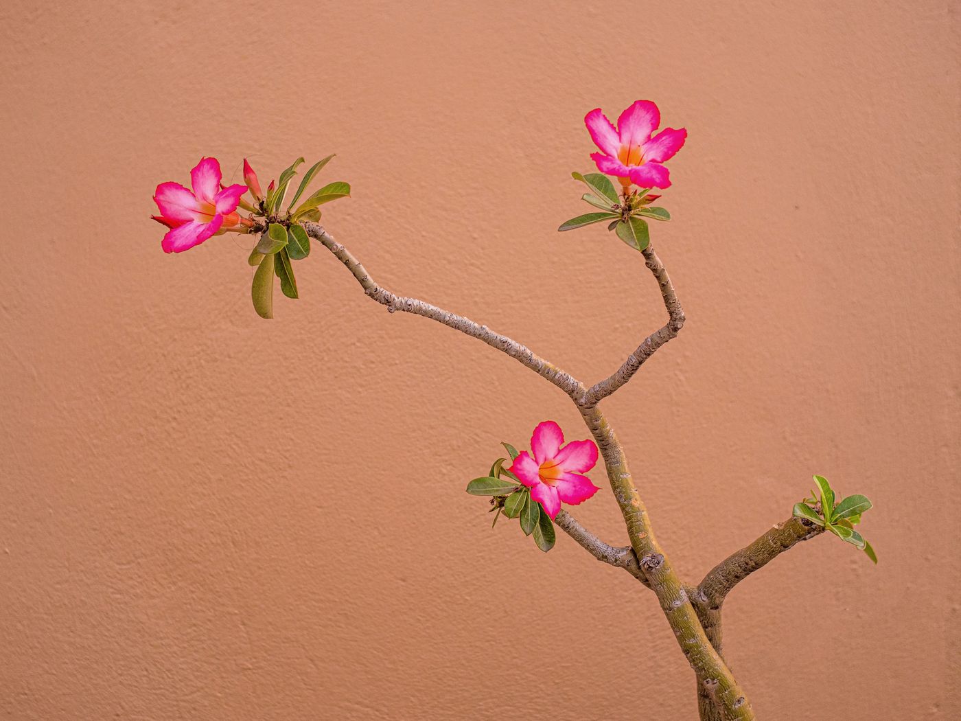 Foto de stock de adenium: flores entre folhas verdes