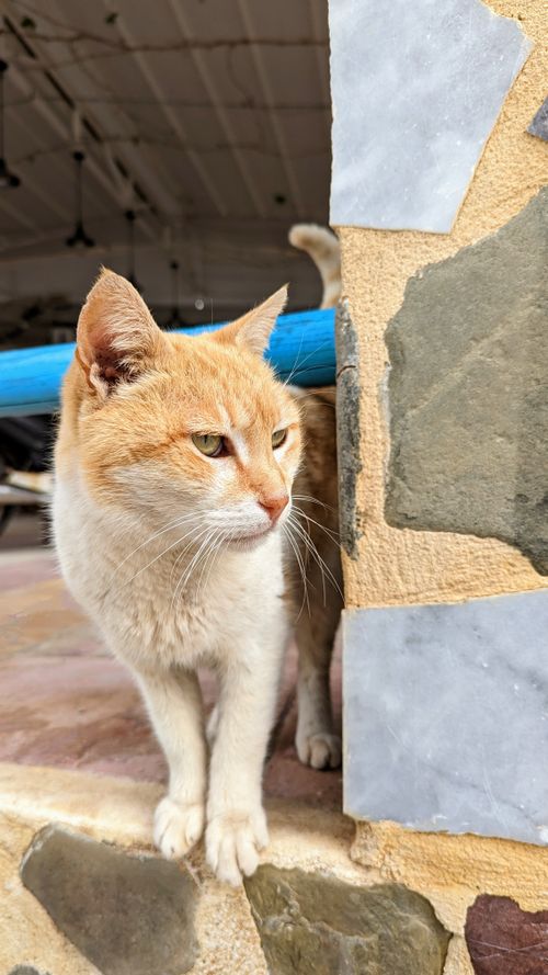 Free A ginger cat stands by a textured stone wall in Agia Galini, Greece. Stock Photo