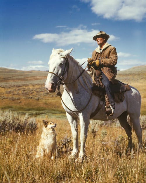 Mann Auf Weißem Pferd Neben Hund Auf Grasfeld