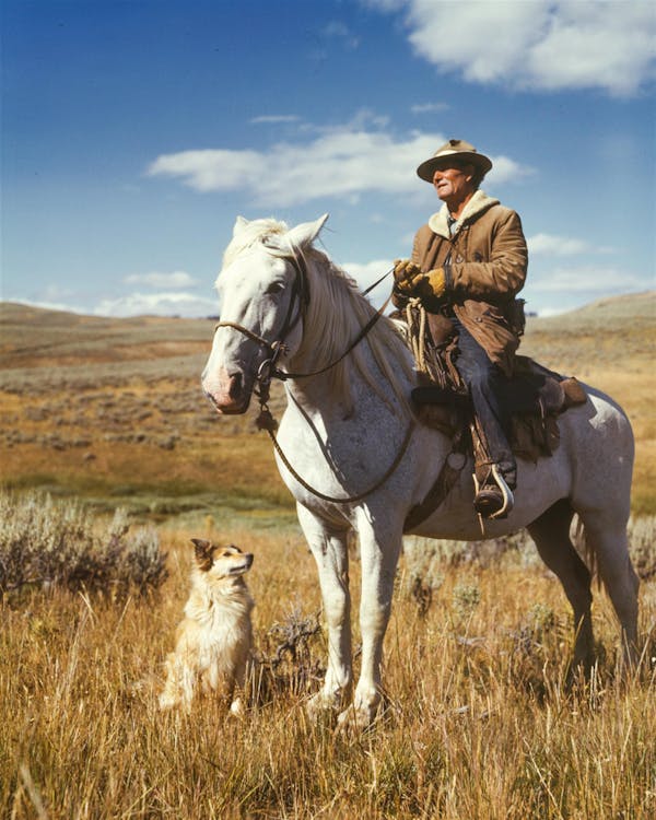 Kostenlos Mann Auf Weißem Pferd Neben Hund Auf Grasfeld Stock-Foto