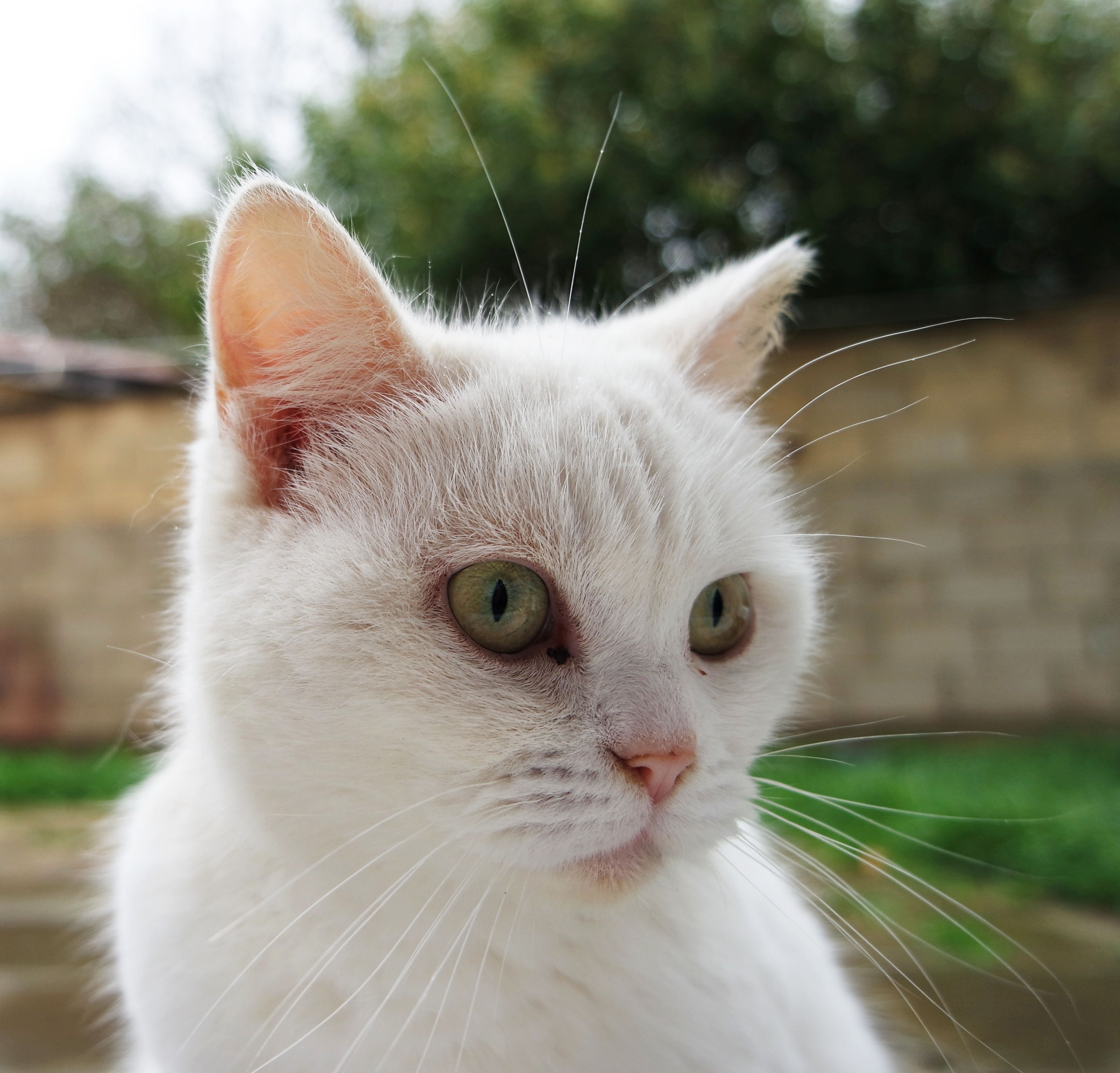 Portrait of a cat at a veterinary clinic
