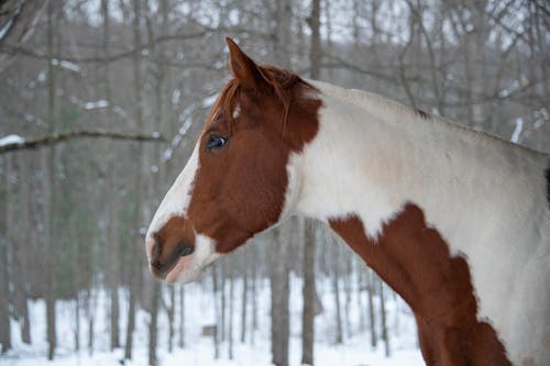 Free stock photo of horse, winter