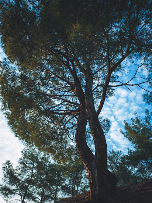 Trees under Clouds on Blue Sky