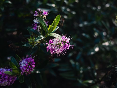 Free Close-up of vibrant purple flowers blooming amidst lush green leaves in nature. Stock Photo