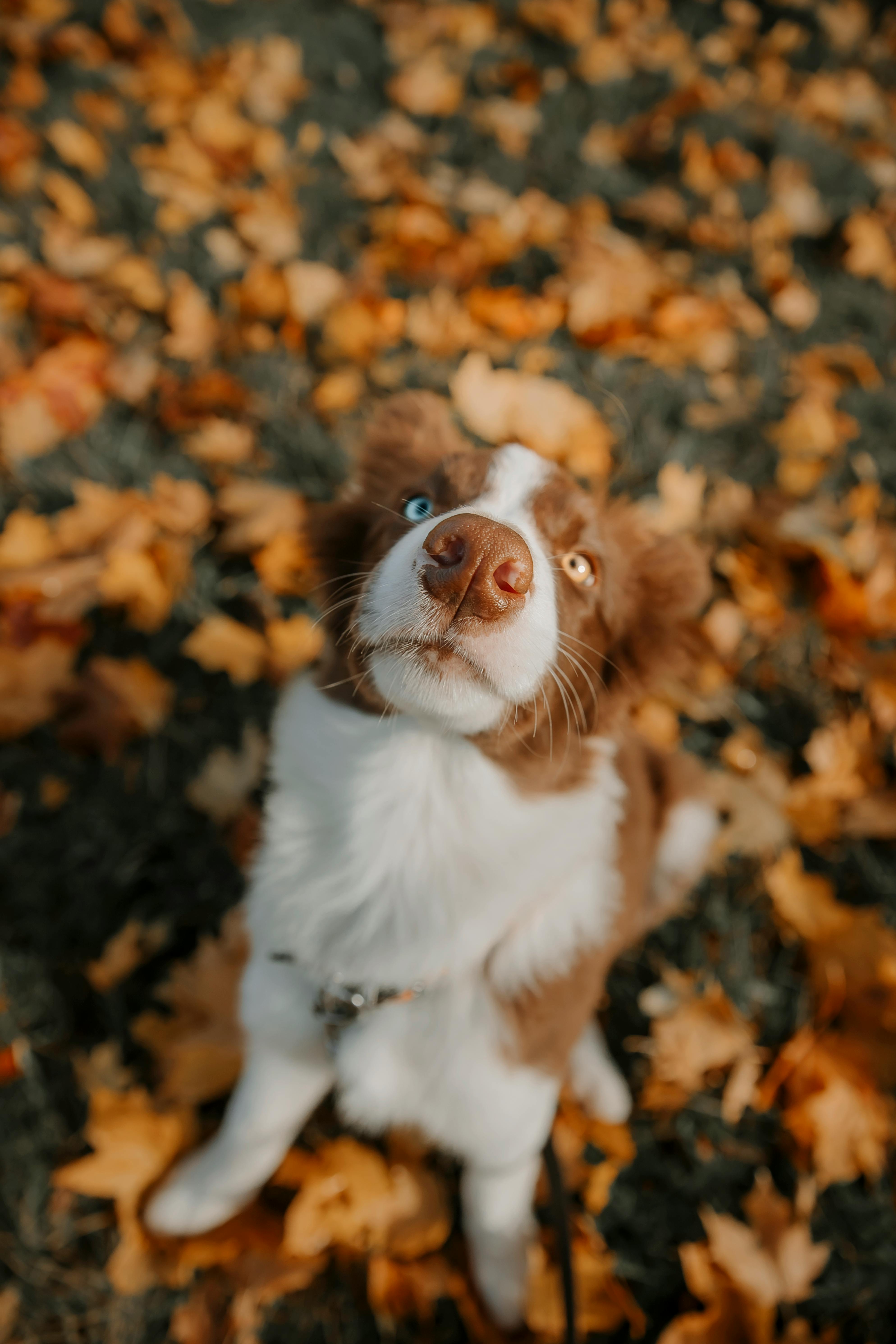 Cute brown and white dog with heterochromia sitting in fall leaves, looking up.