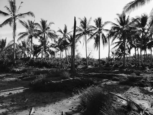 Безкоштовне стокове фото на тему «пальми, пейзаж, Природа» стокове фото