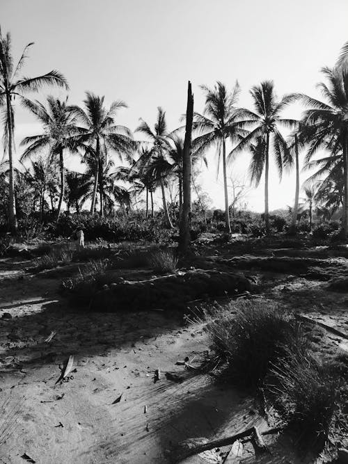 Безкоштовне стокове фото на тему «вертикальні постріл, пальми, Природа» стокове фото
