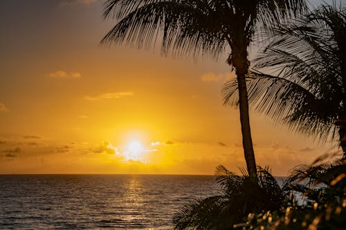 Fotobanka s bezplatnými fotkami na tému palma, východ slnka