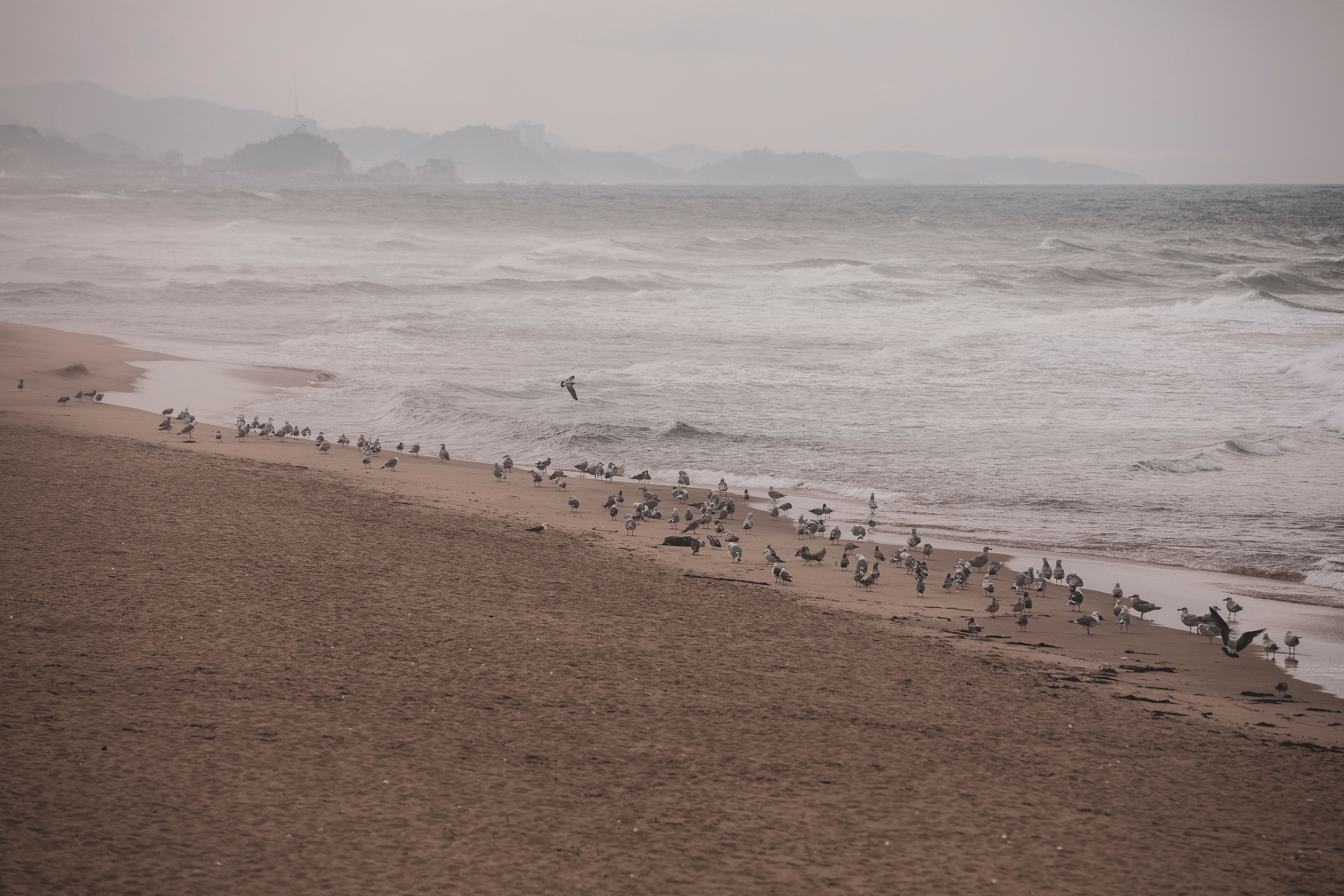 Flock of seagulls on a sandy beach with ocean waves at Gangneung, South Korea.