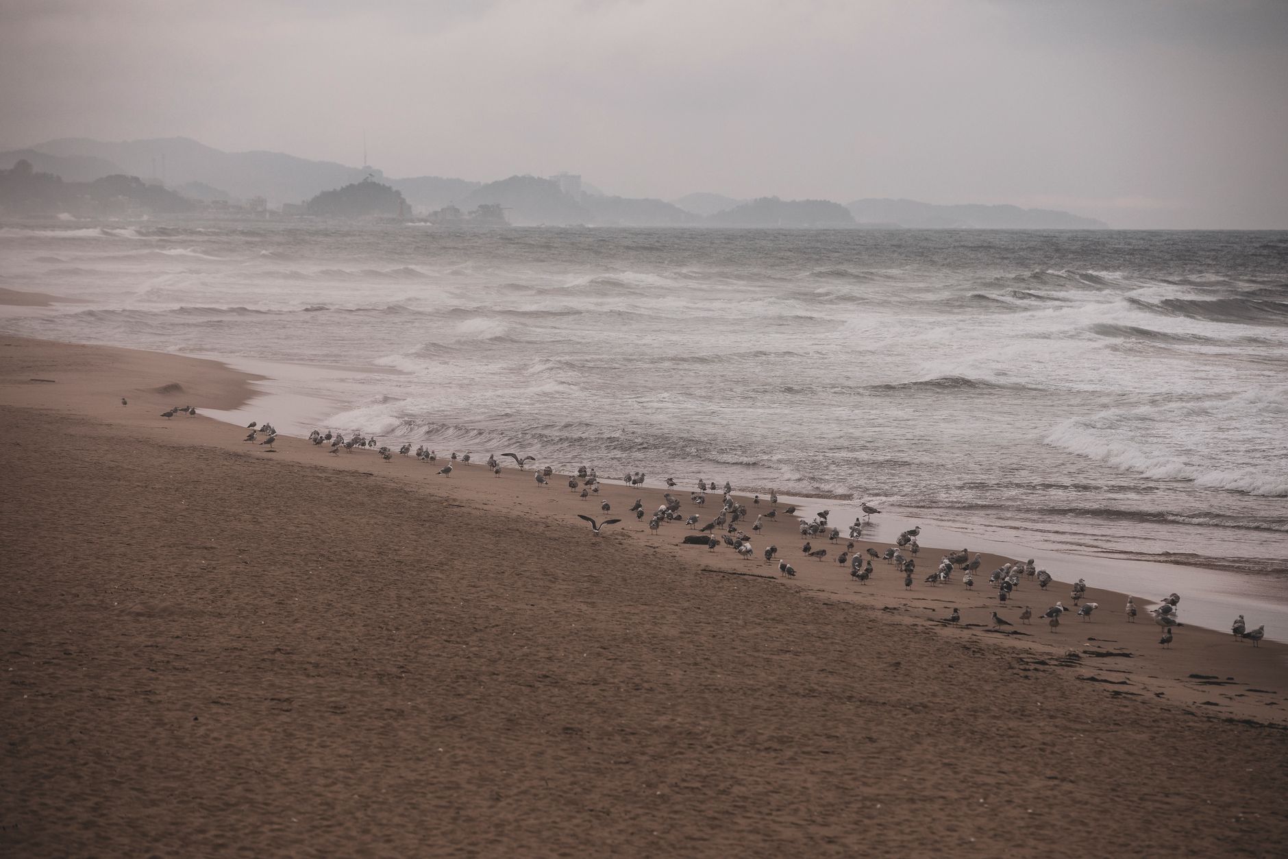 Seagulls flock together on a serene beach in Gangneung, South Korea.