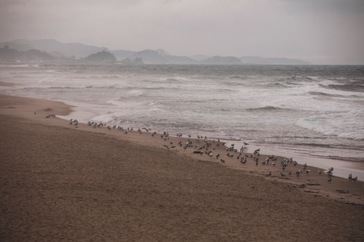 Free stock photo of beach, dawn, foam