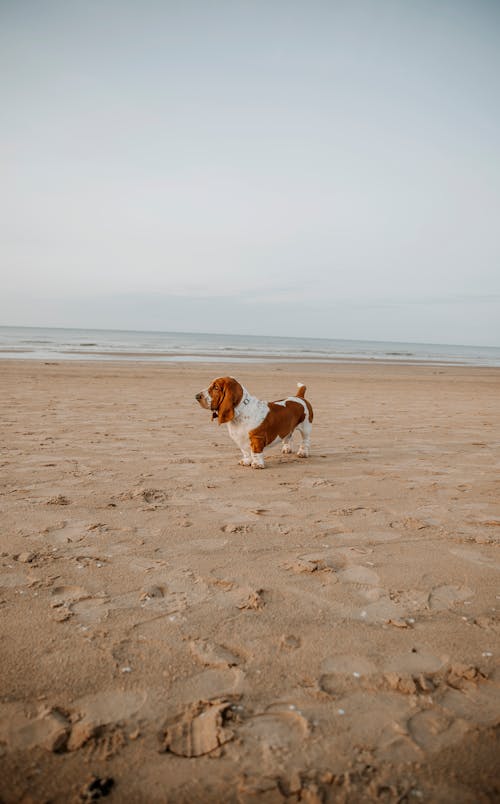 Dog on Beach