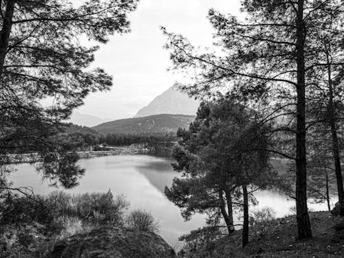 Trees and Lake in Black and White