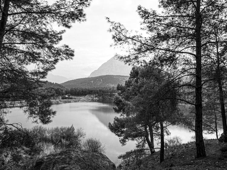 Trees And Lake In Black And White