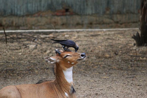 Fotobanka s bezplatnými fotkami na tému Afrika, antilopa, artiodactyla