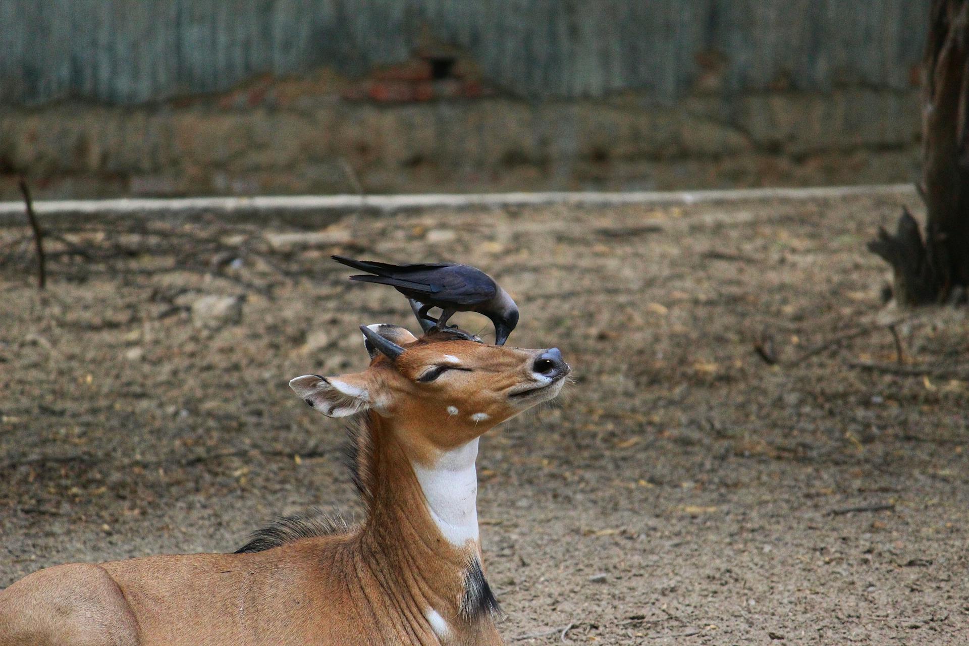 The Symbiotic Relationship Between Nilgai Antelopes and Crows: Eating Ticks off the Antelope's Skin