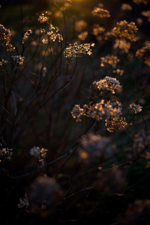 Free Beautiful wildflowers glowing in the golden hour light in Raguva, Lithuania. Stock Photo