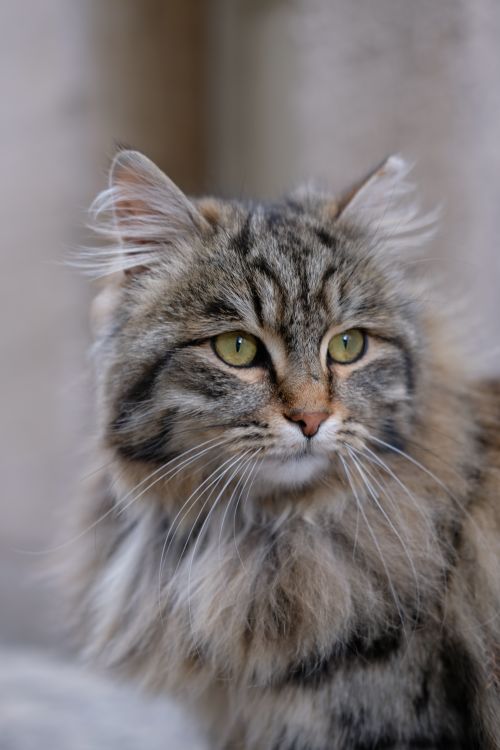 Free A detailed close-up of a fluffy Siberian cat with piercing green eyes in Ankara. Stock Photo