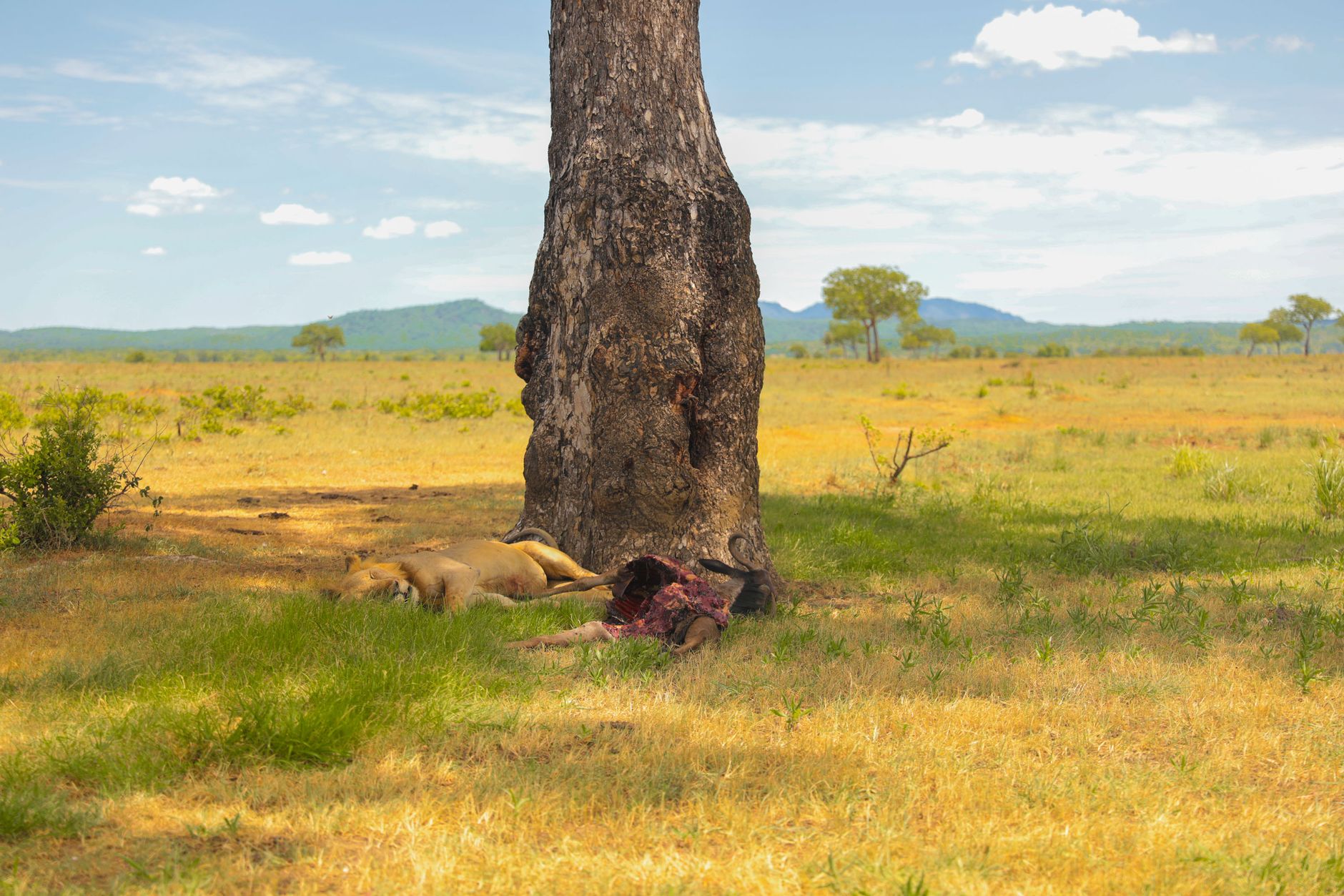 Lioness rests after a meal under a tree in the African savanna, showcasing natural wildlife behavior.