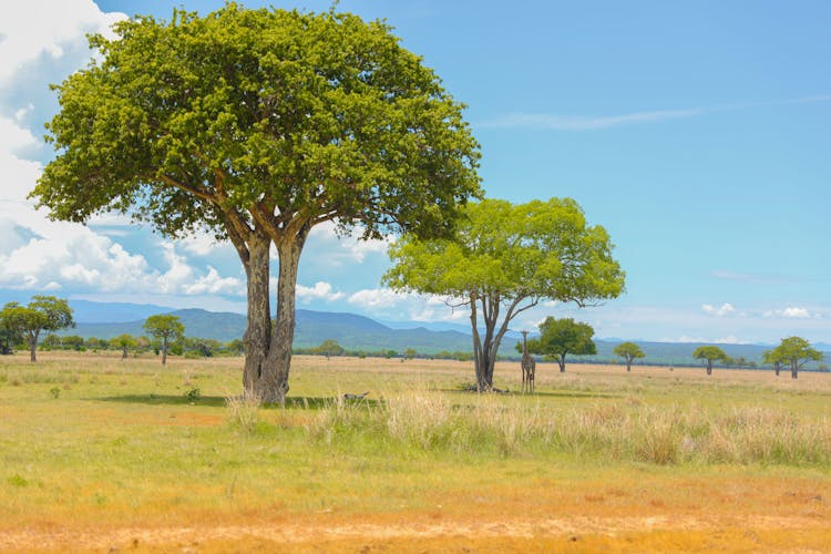 Trees On Savanna