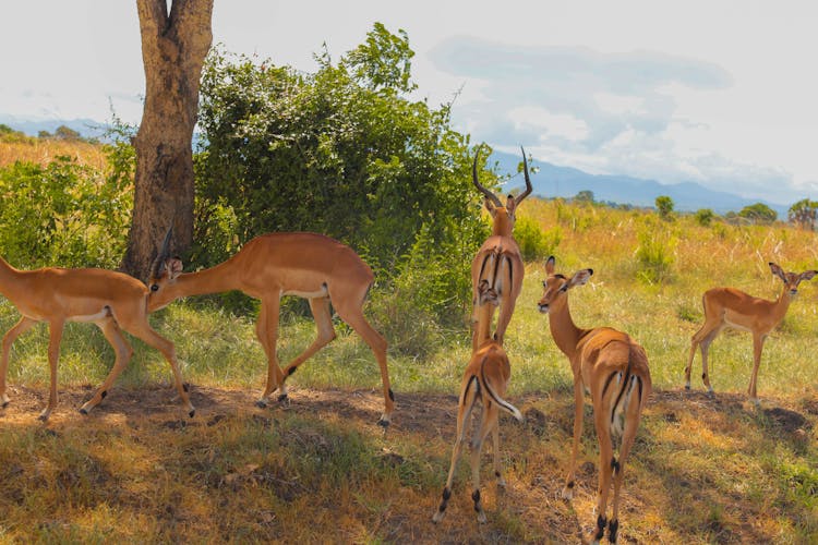 Antelopes On Savanna