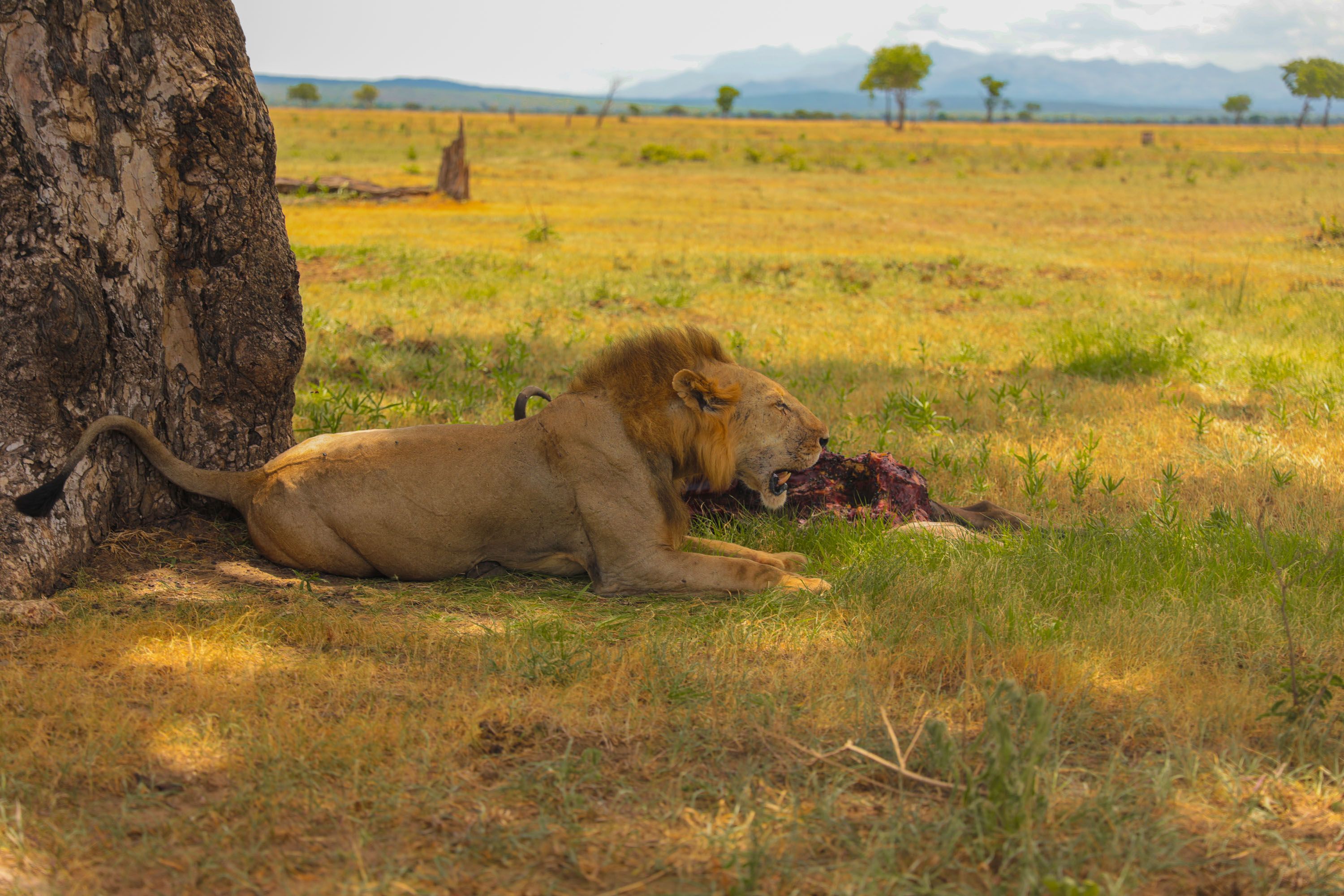 Wild Winds Boutique Hostel hostel in Masai Mara