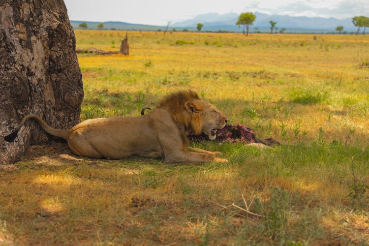 Lion With Meat On Savanna