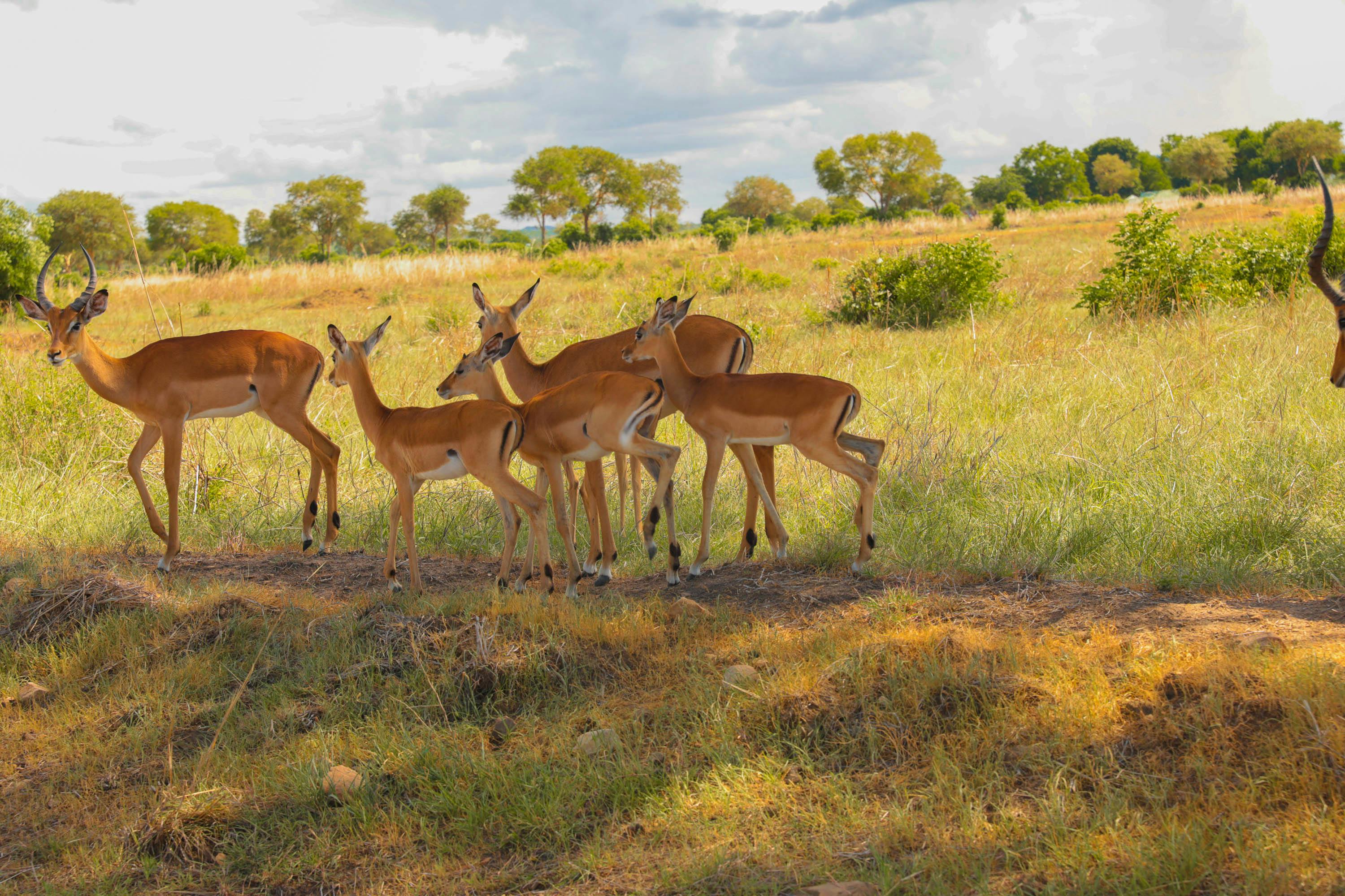 Wild vs Domestic Animals 12 Photos & Videos Collected by Abdallah Mallya