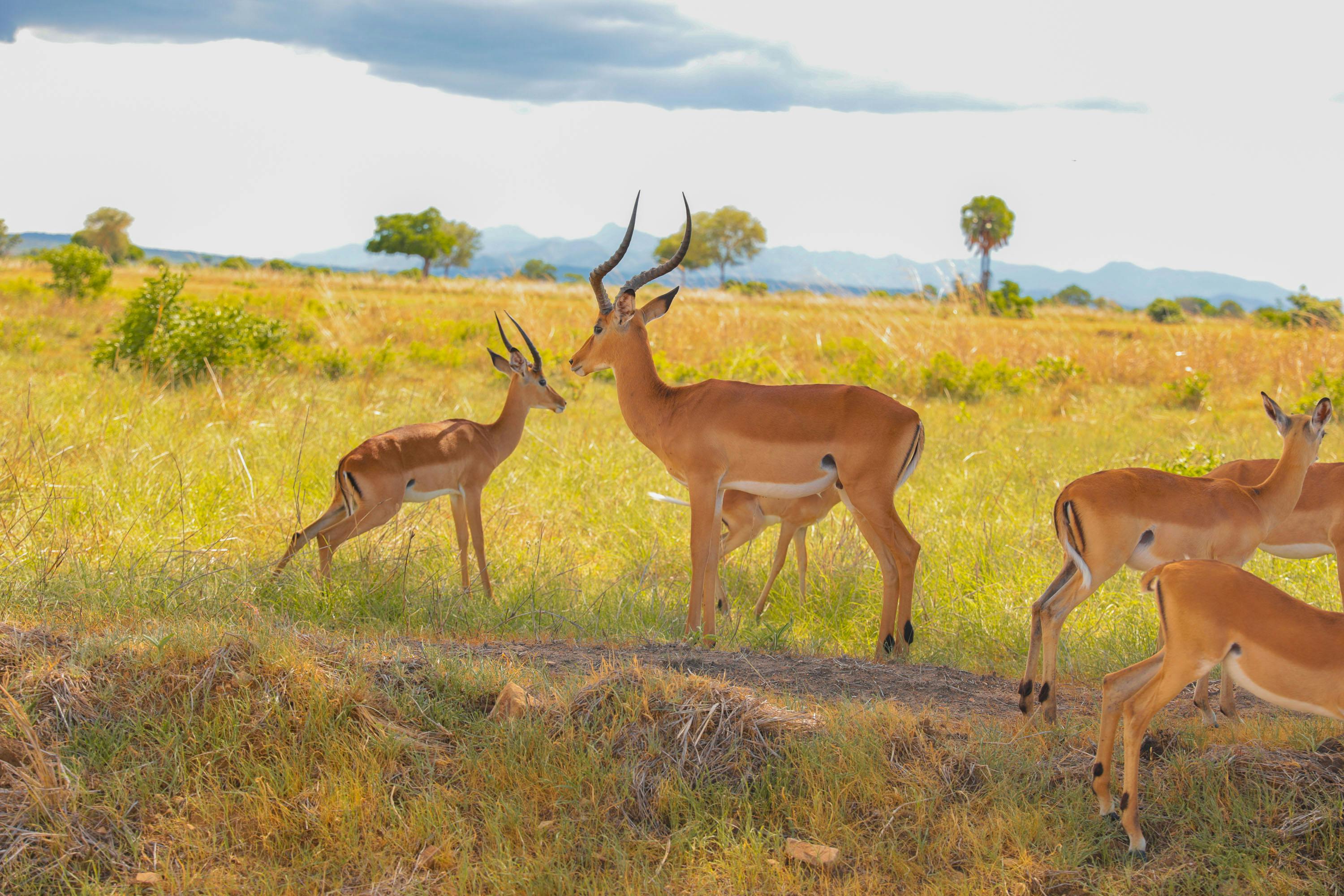 Wild vs Domestic Animals 12 Photos & Videos Collected by Abdallah Mallya