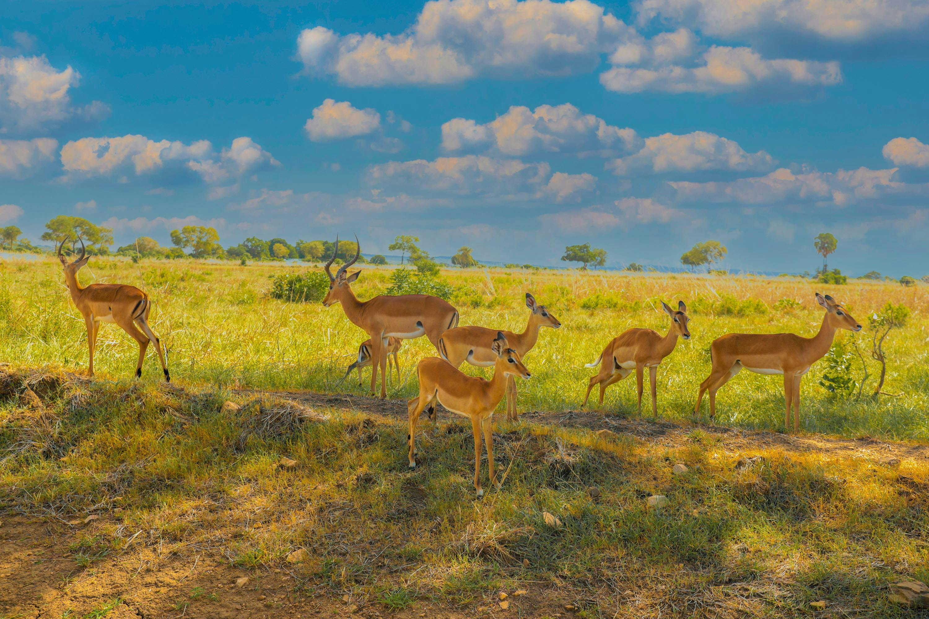 Wild vs Domestic Animals 12 Photos & Videos Collected by Abdallah Mallya