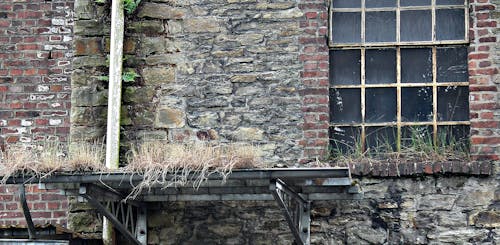 Grasses at the Top of Building Structure during Daytime