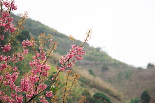 Бесплатное стоковое фото с весна, ветви, крупный план