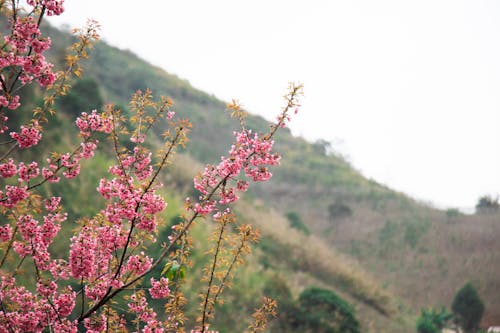 Безкоштовне стокове фото на тему «весна, Вишня, дерево» стокове фото