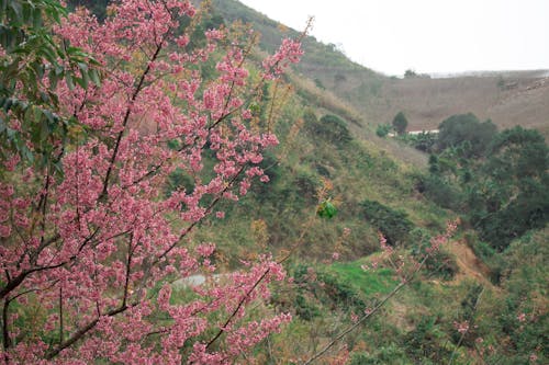 Pink Cherry Blossoms