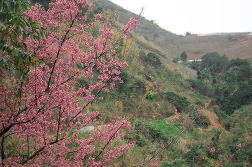 Free Beautiful cherry blossoms in full bloom on a serene hillside, showcasing the essence of spring. Stock Photo