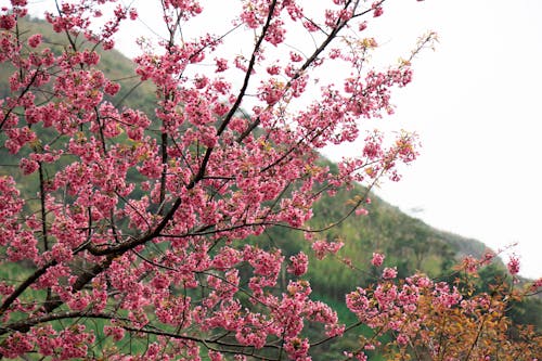 Cherry Blossoms in Spring