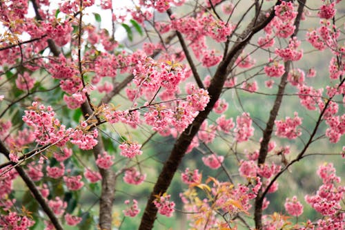 Безкоштовне стокове фото на тему «весна, Вишня, дерево»