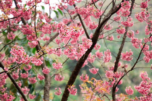 Pink Cherry Blossoms