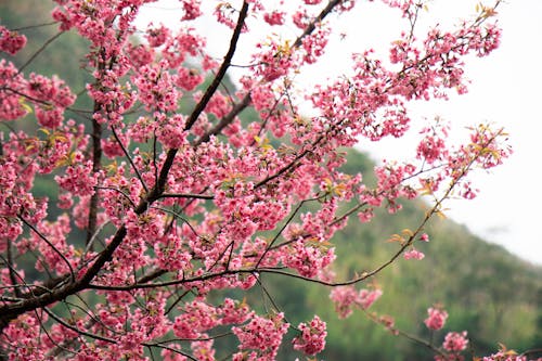 Close up of Pink Blossoms