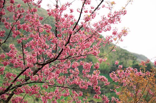 Pink Cherry Blossoms