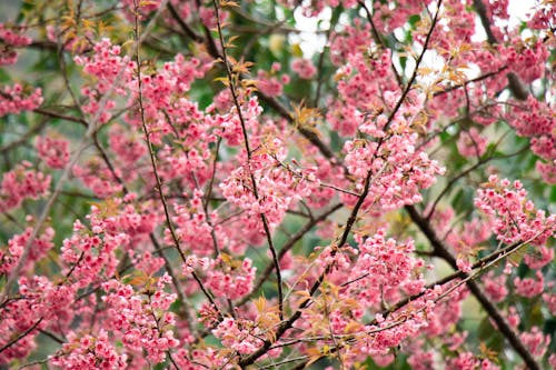 Pink Cherry Blossoms