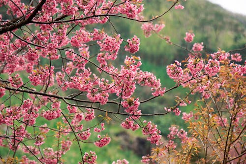 Close up of Pink Cherry Blossoms