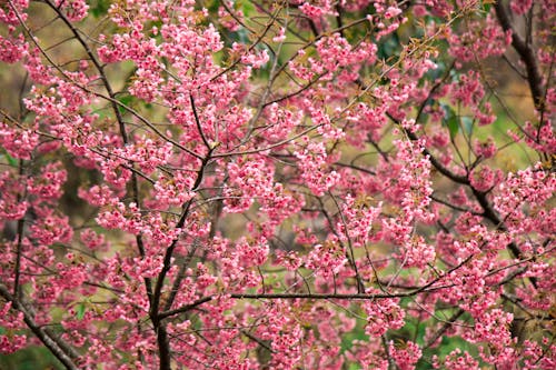 Branches with Cherry Blossoms