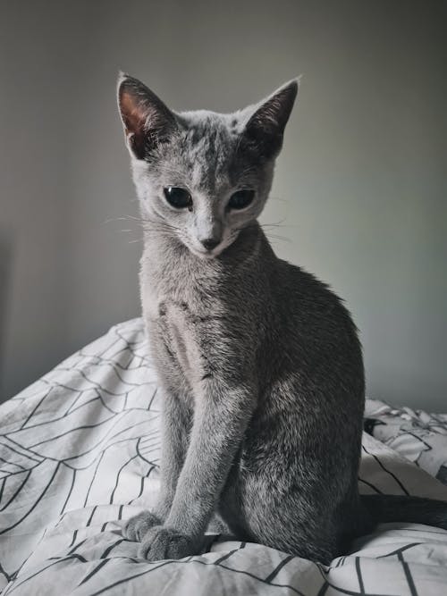 A Cat with Gray Fur Sitting on a Bed 