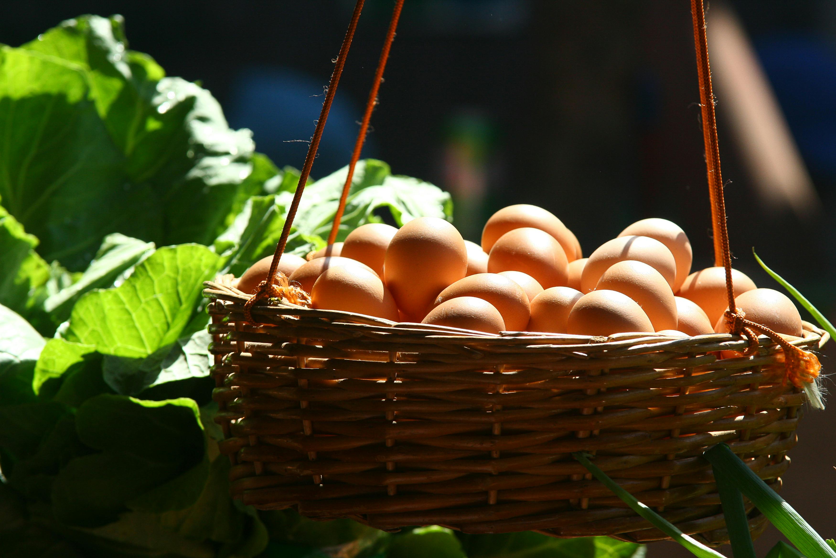 Delicious Egg-based Dishes for Baking and Cooking