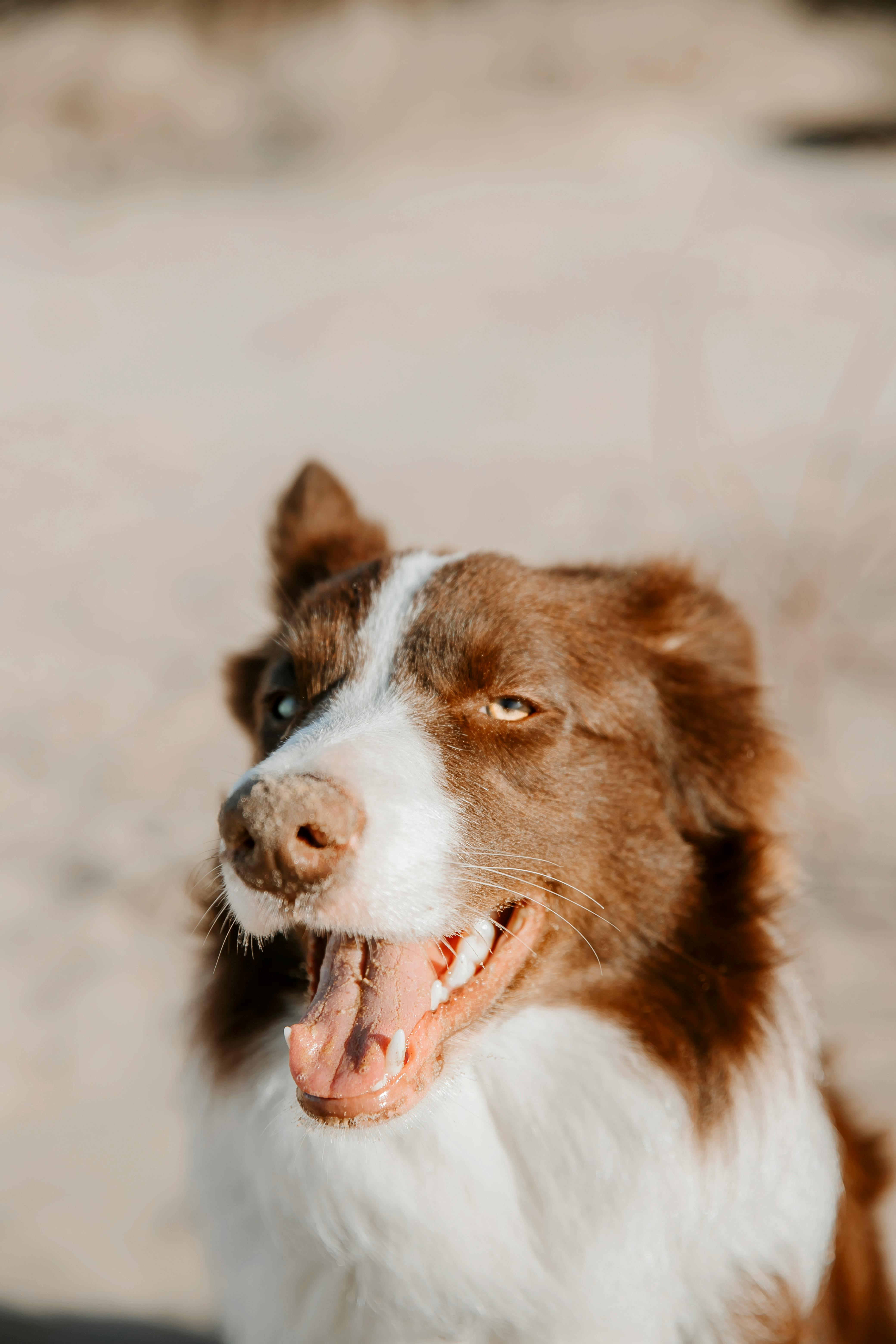 A dog is smiling and looking at the camera