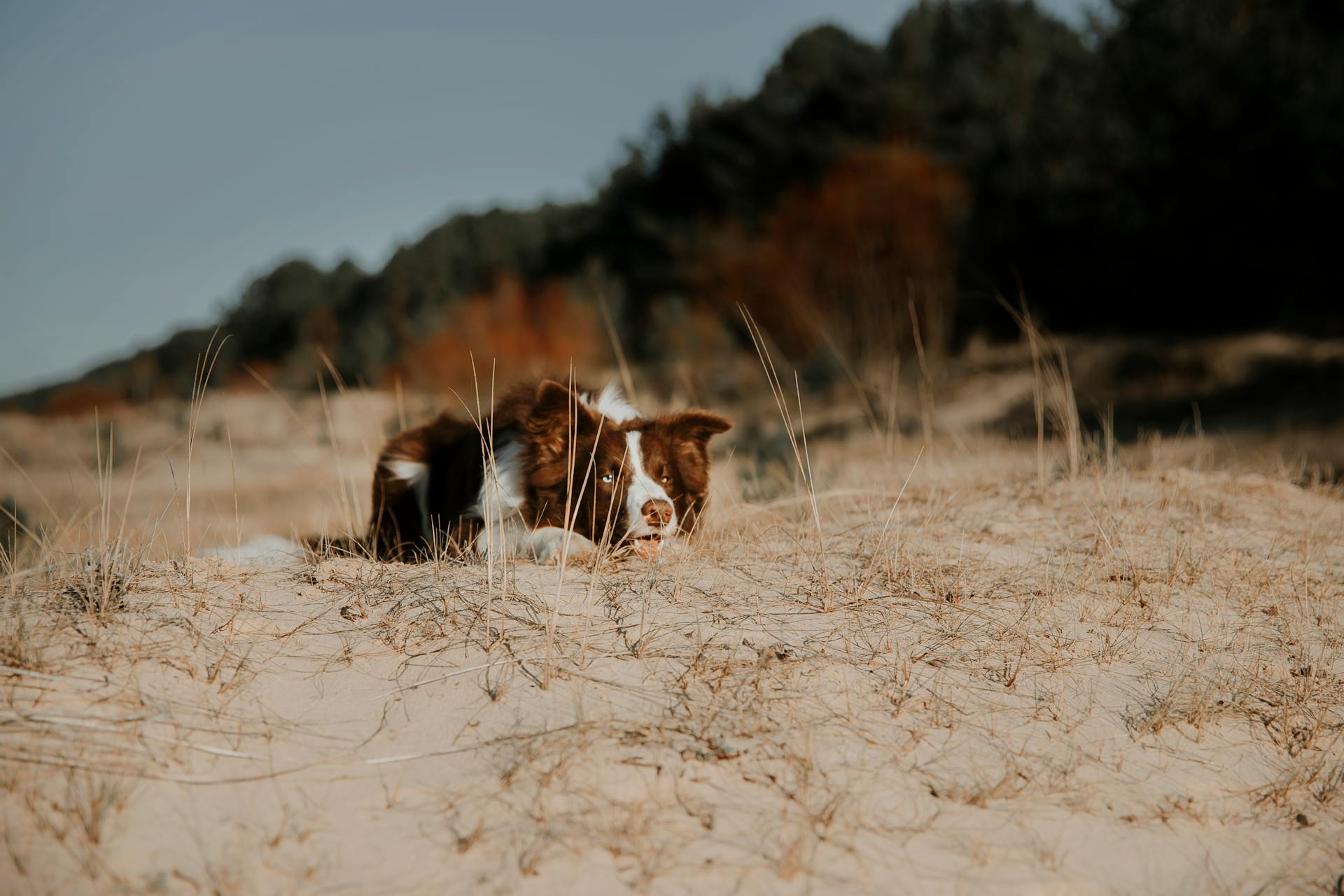 A dog laying in the sand on a beach