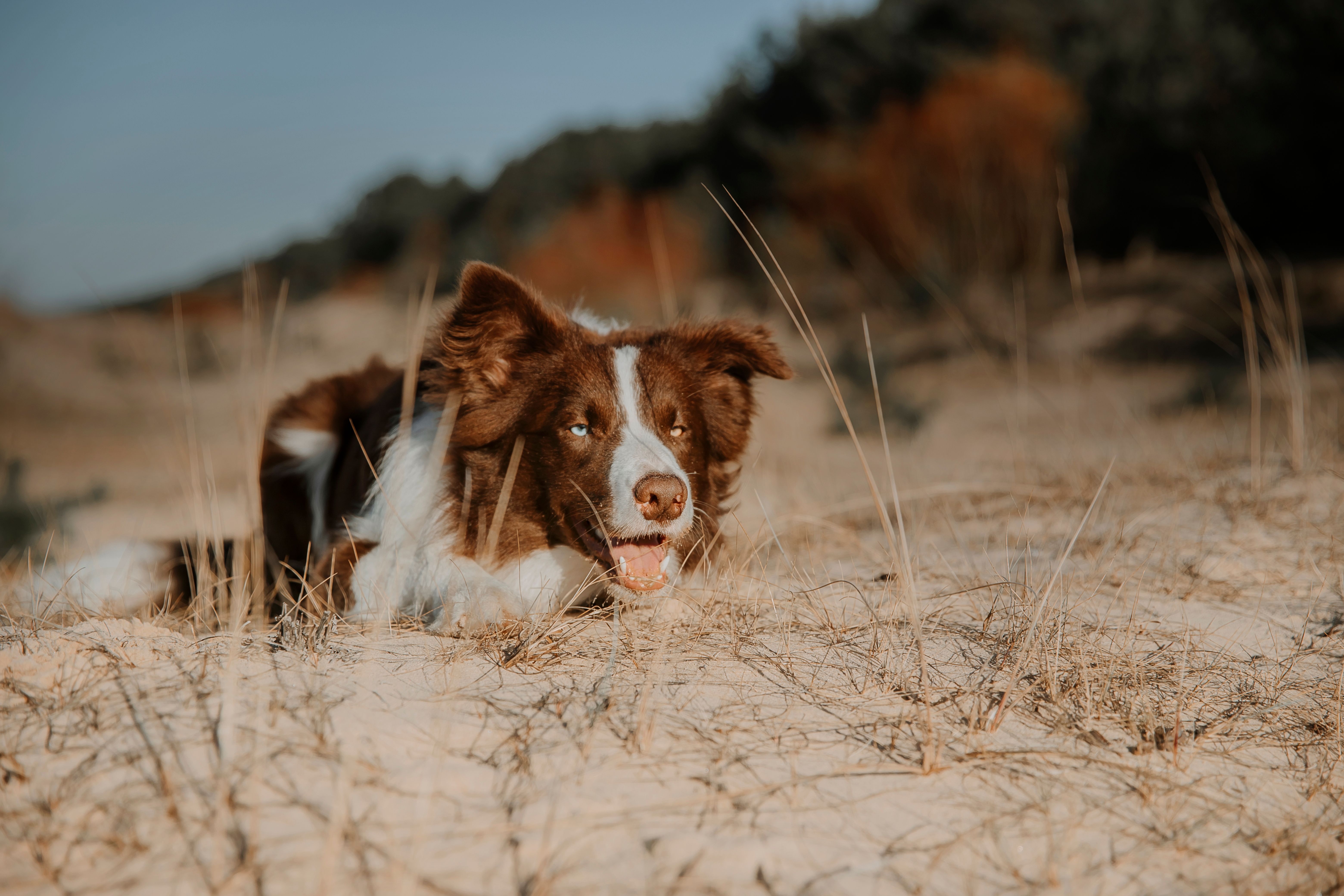 A dog laying in the sand with its tongue out · Free Stock Photo
