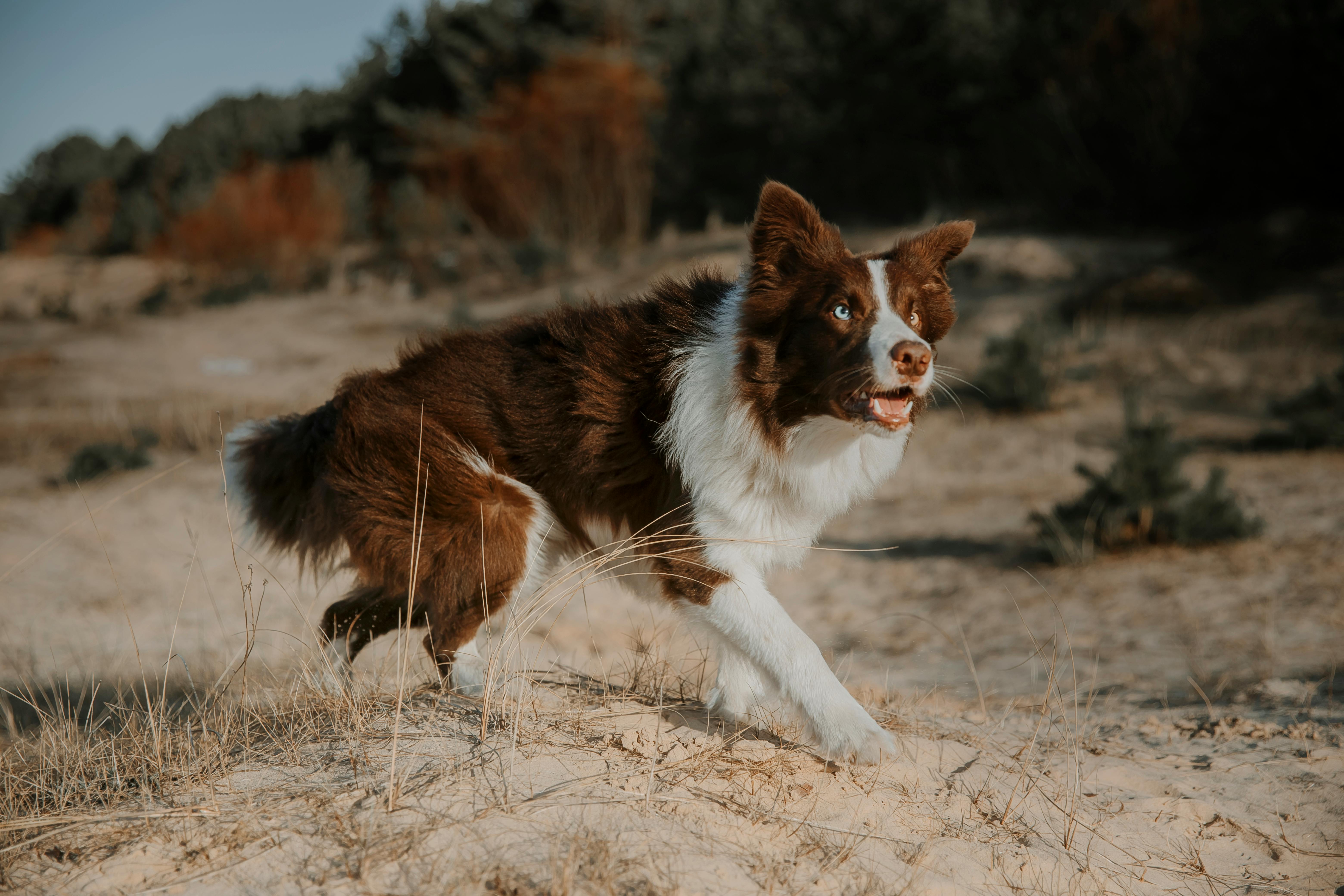 A dog running through the sand in a field