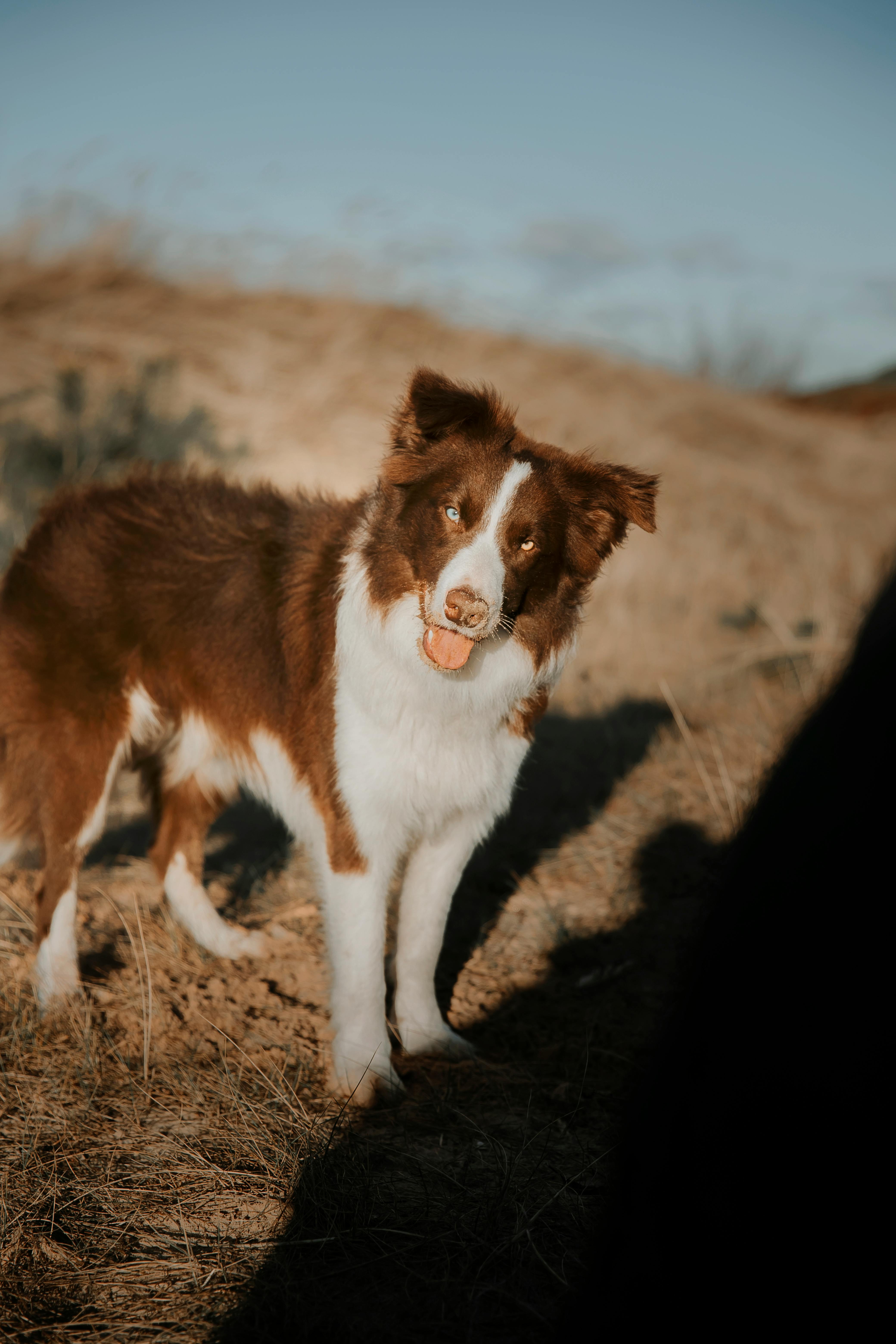 A dog standing in the grass with a person in the background